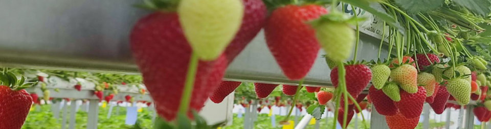 Hydroponic Strawberry Greenhouse