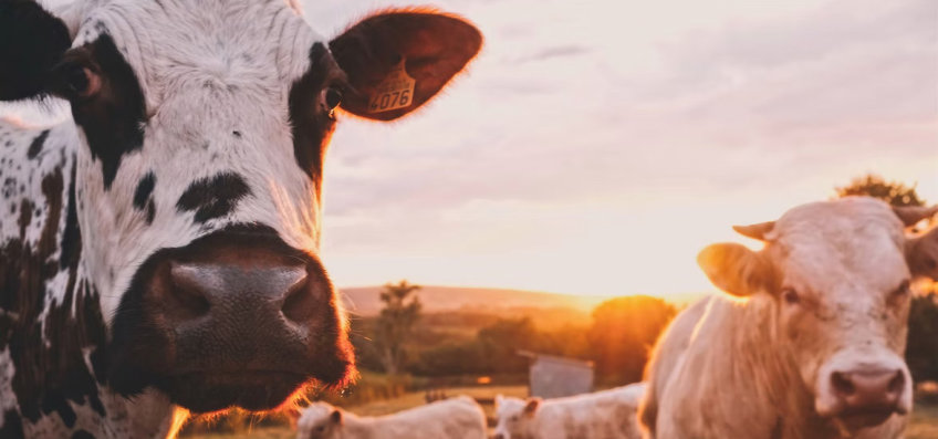 Animal farmer Hubertus Fasselt