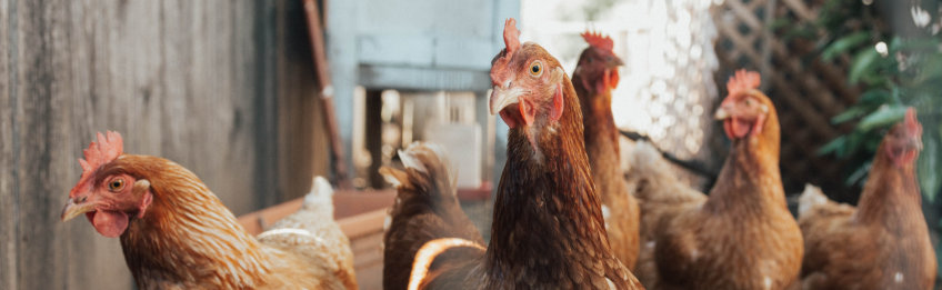 Poultry Farm Morocco