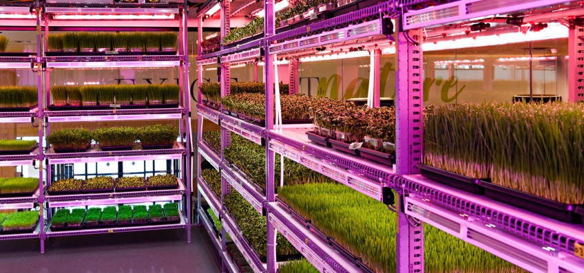 AVRIL Supermarket Irrigation Case Study